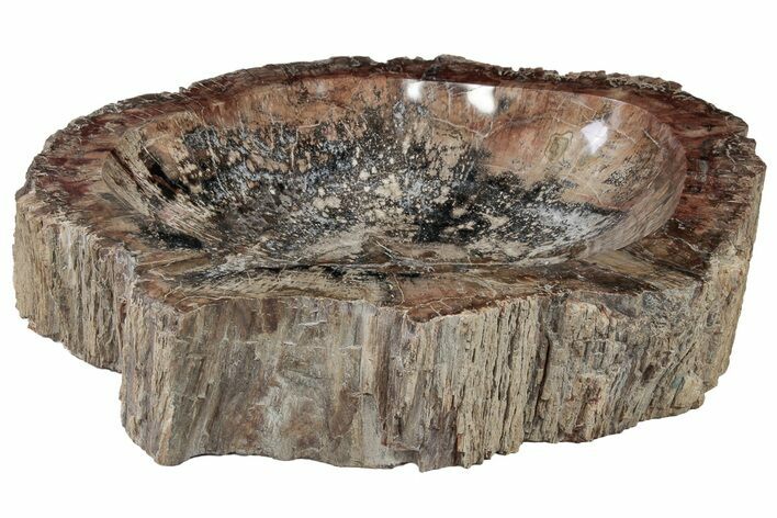 Large, Polished Petrified Wood Dish ( lbs) - Madagascar #221161